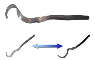 Smartbaits Softbaits Robbie Ribbon Worm 10" 3 Smartbaits Softbaits Robbie Ribbon Worm 10"