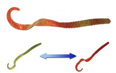 Smartbaits Softbaits Robbie Ribbon Worm 10" 4 Smartbaits Softbaits Robbie Ribbon Worm 10"